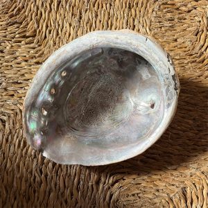 Large Abalone Shell